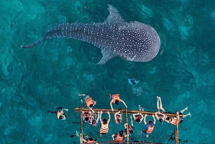 Oslob Cebu